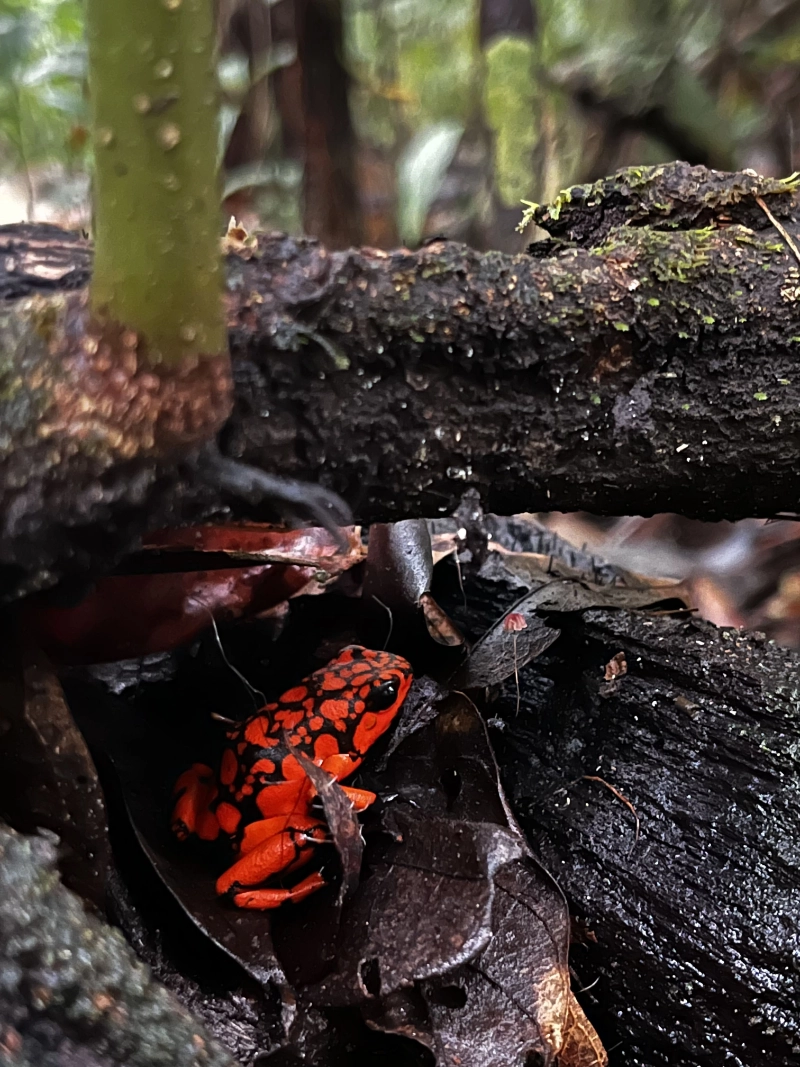 Rana de colores llamativos en la selva