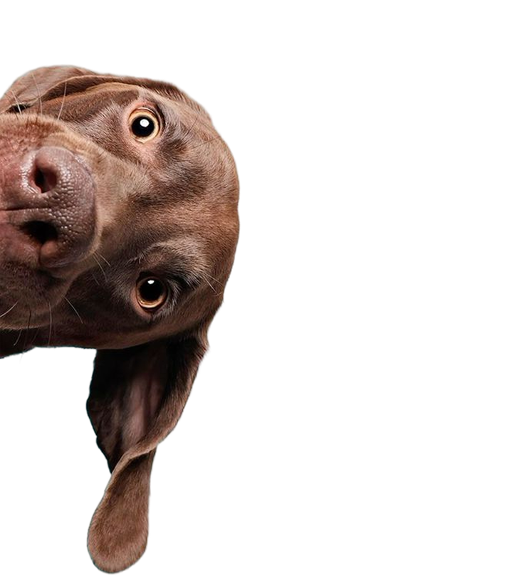 Dr. Judy McFarlen with dog