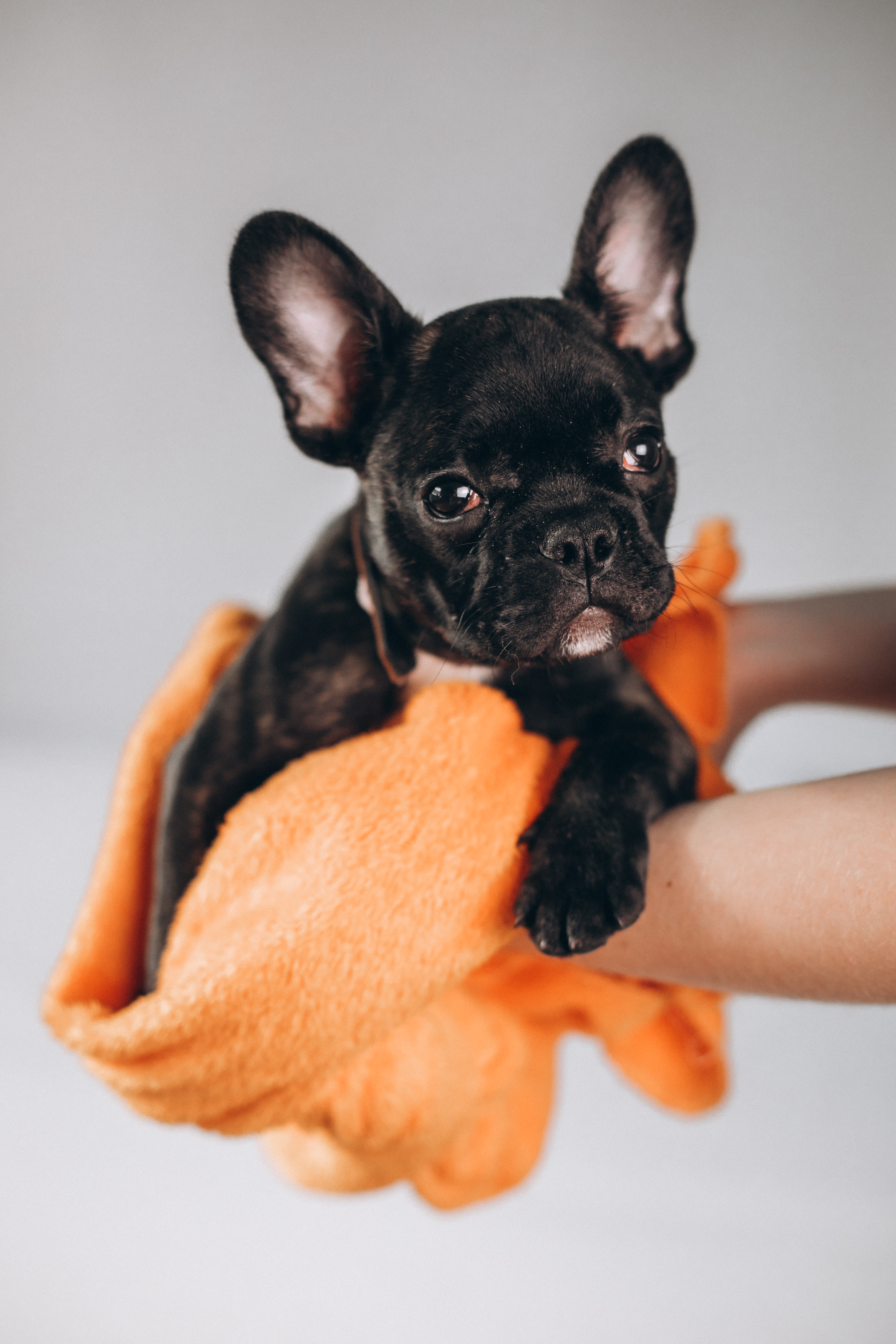 Dog grooming reset