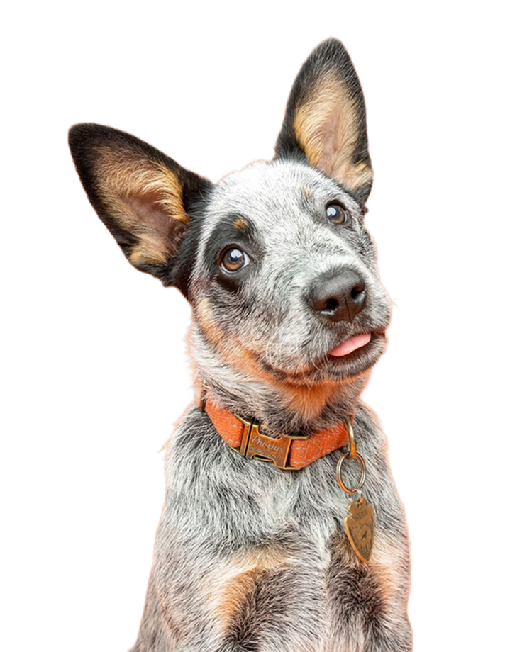 Dog grooming