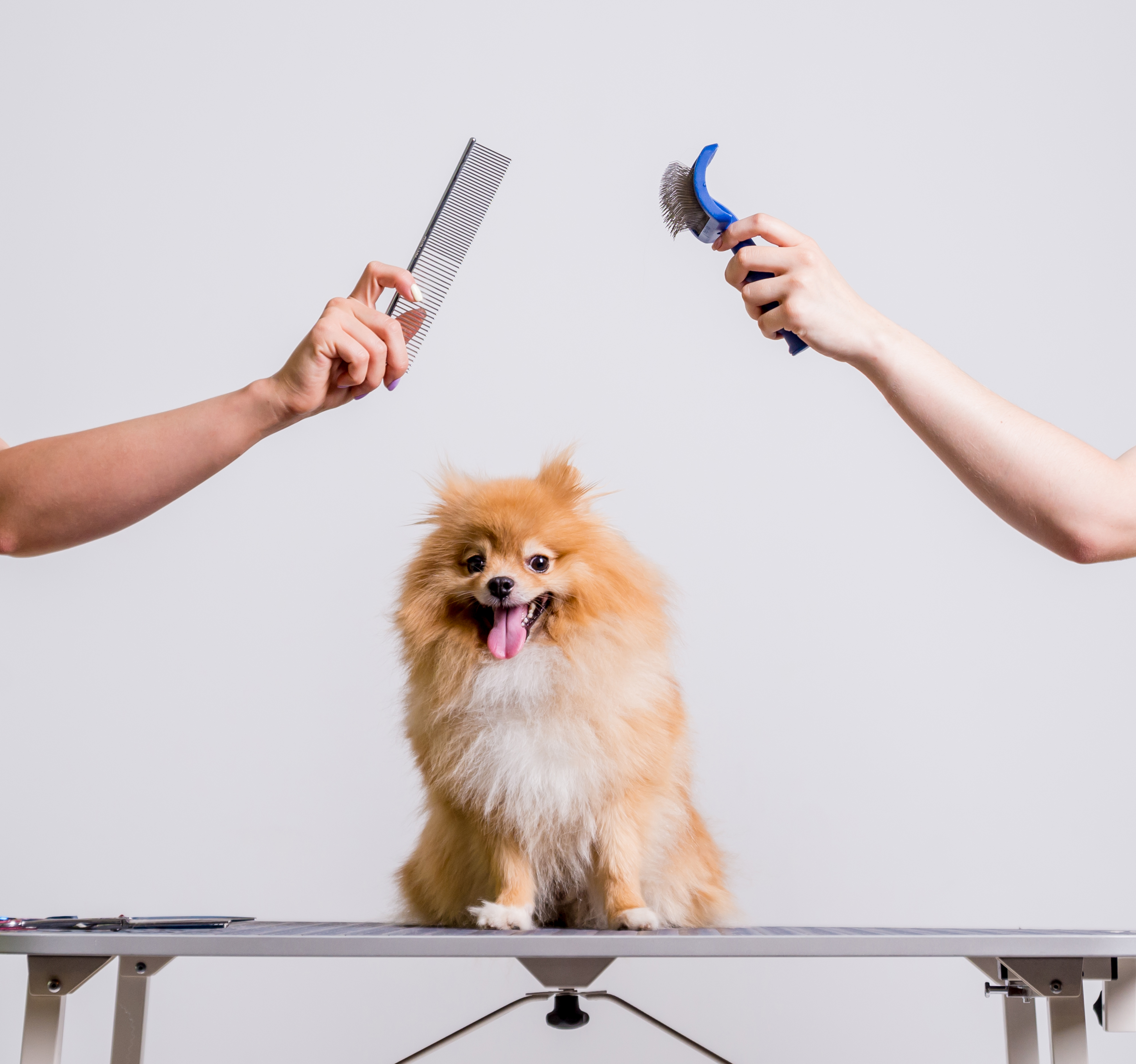 Professional dog groomer