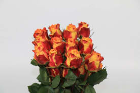 ПРОМО | Offers | Hamifleurs