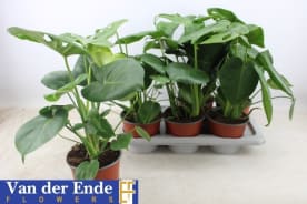 Monstera | Hamifleurs