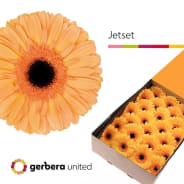 Gerbera jetset | GERBER | Gerbera | Gerbera/Germini | All Flowers | All ...