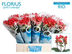 Hypericum Coco Rio Hypericum coco rio | Hamifleurs