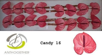 anthurium million Anthurium 'Million Flowers' 12cm main image 1