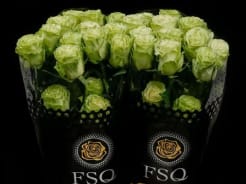 Rosa ec wasabi | ROGECU | Rosa Ecuador large | Rosa Ecuador | All ...