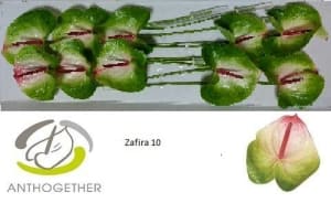 Anthuriums | APH