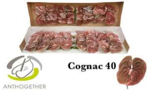 Anthuriums | OZ Export