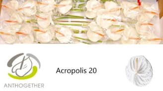 Anthuriums | Hamifleurs