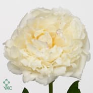 Paeonia mary e nicholls | APH