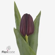 Tulp Toendra Tulipa si toendra | OZ Export