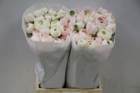 Ranunculus clooney hanoi | OZ Export