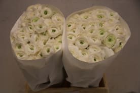 Ranunculus clooney cloud | OZ Export