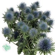 Eryngium | OZ Export