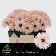 Gerbera cream springs | GERBER | Gerbera | Gerbera/Germini | All ...