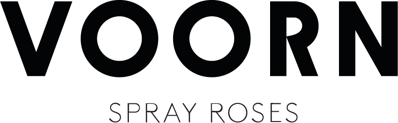 Voorn Spray Roses