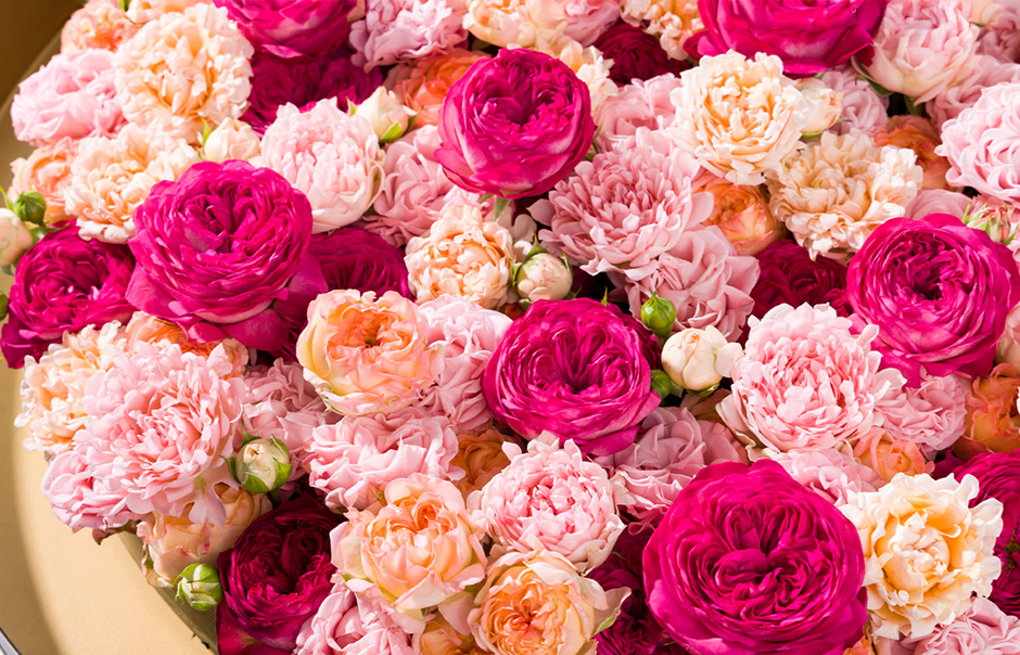Van der Drift roses about