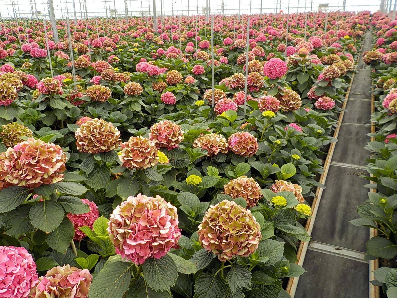 Sonneveld Hydrangea