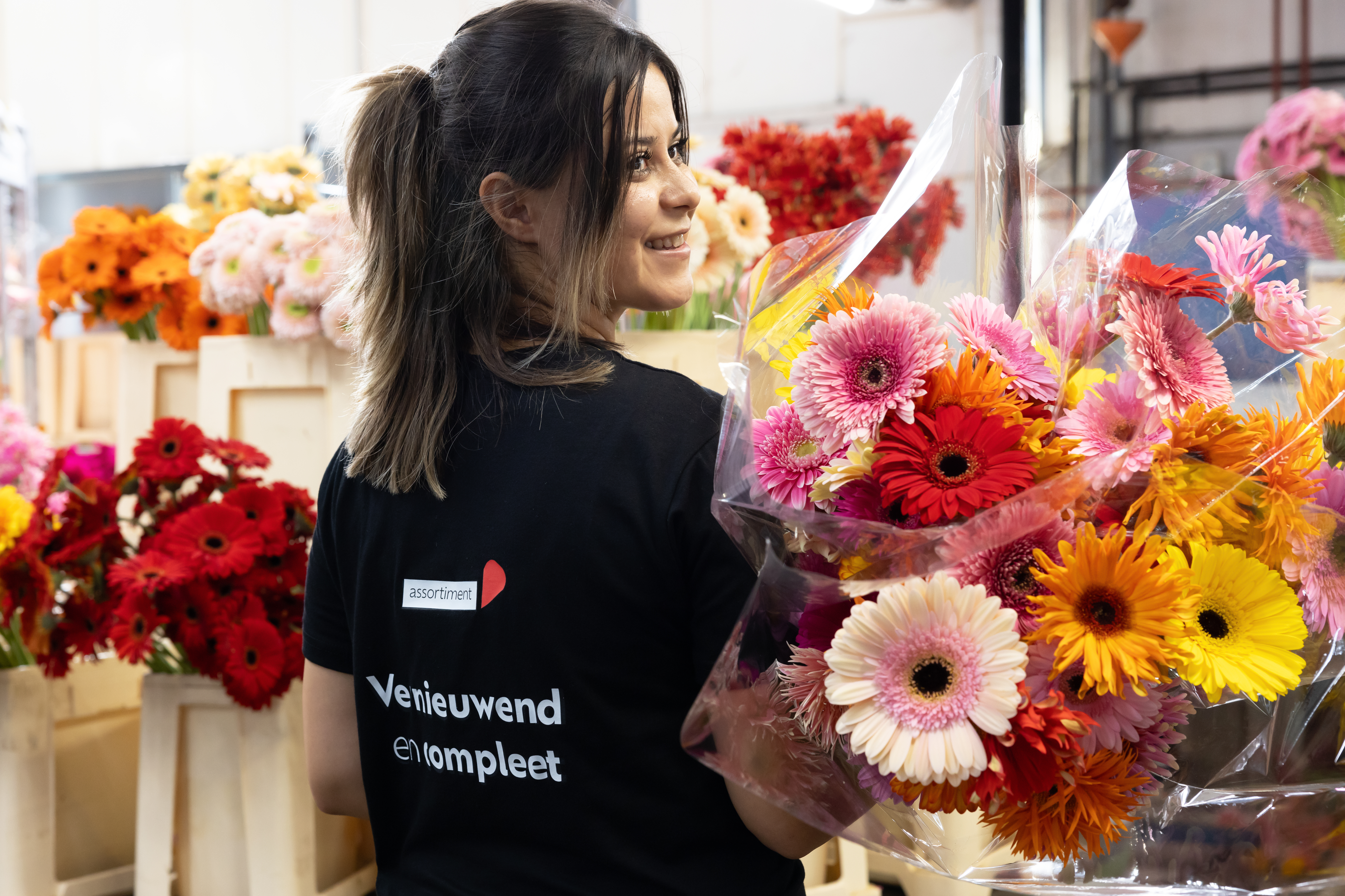 Gerbera United