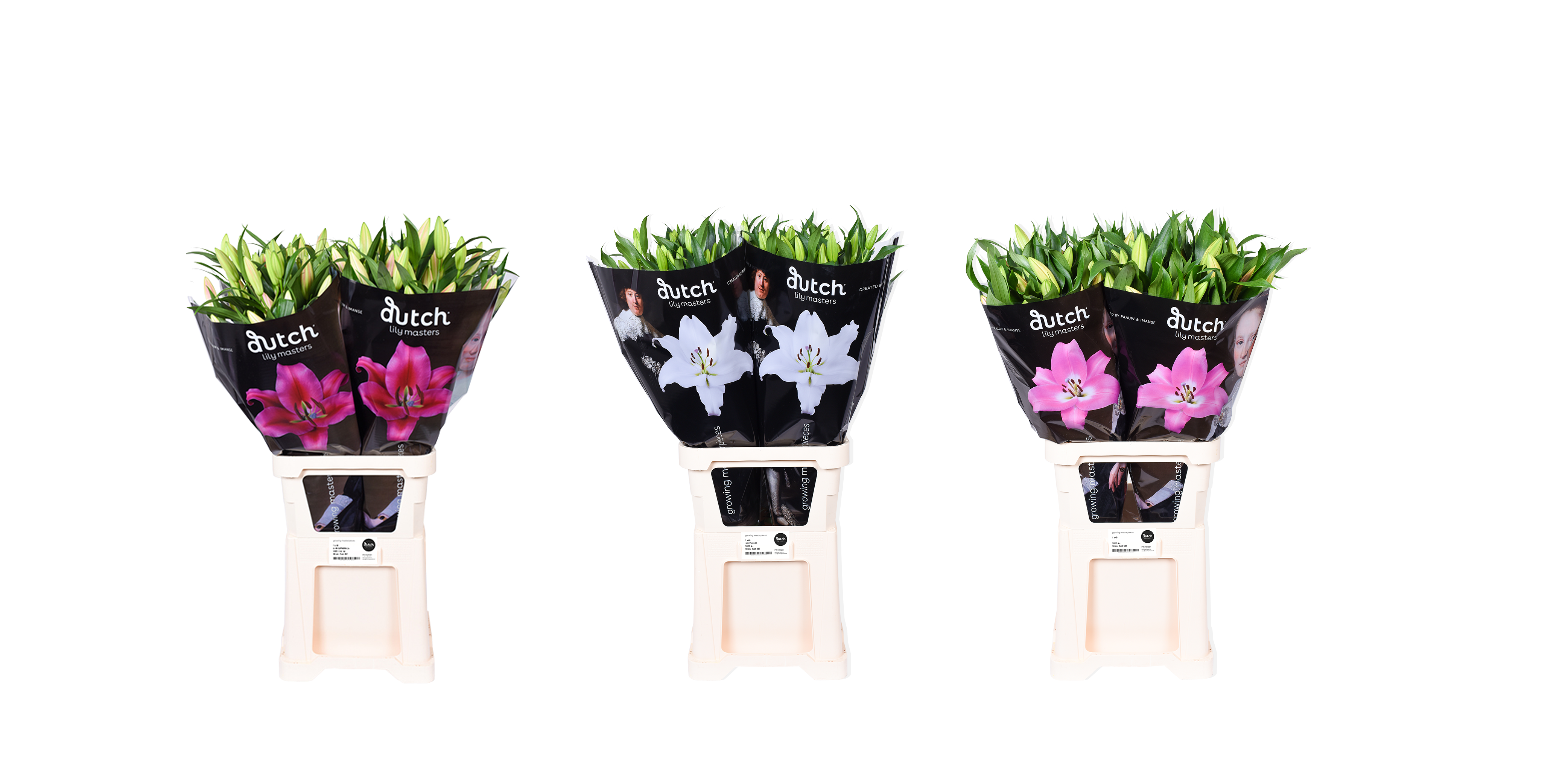 Dutch Lily Masters