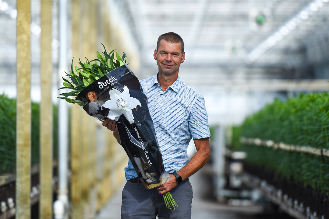 Dutch Lily Masters