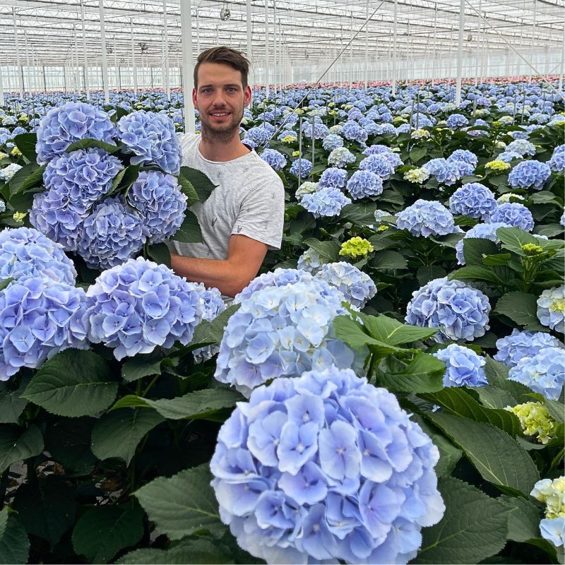 Pico Bello Hortensia