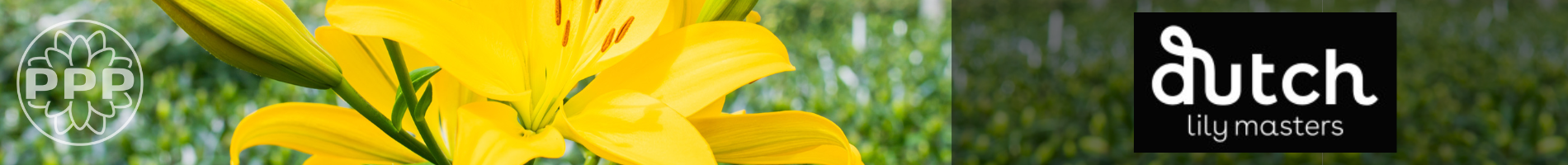 Dutch Lily Masters