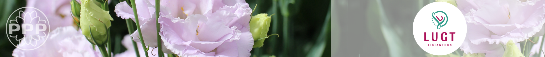 Lugt Lisianthus