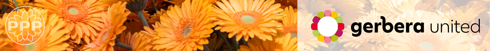Gerbera United