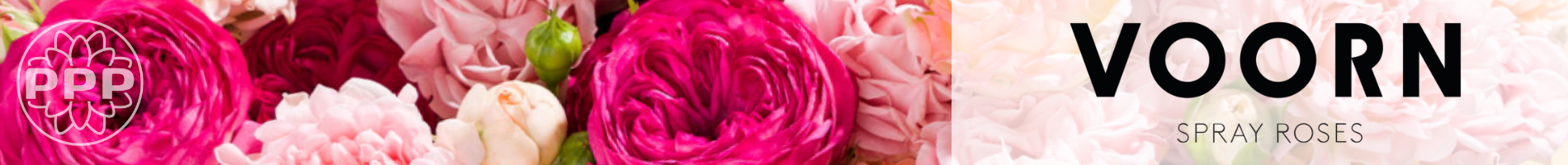 Voorn Spray Roses