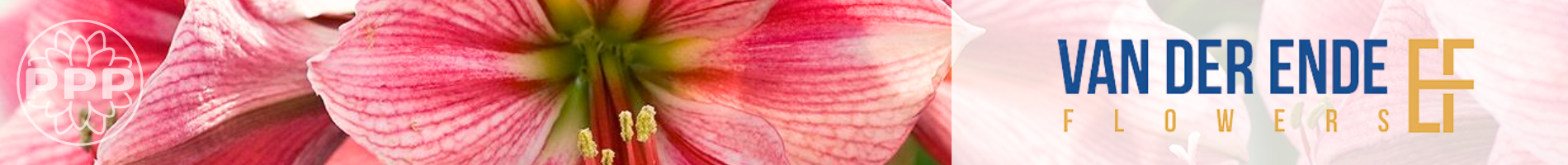 Van der Ende Flowers