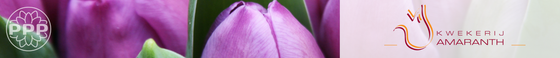 Amaranth