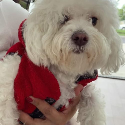 Max, perro atendido en Castilla