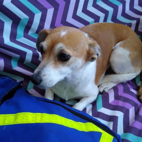 Rocky, perro atendido en Laureles