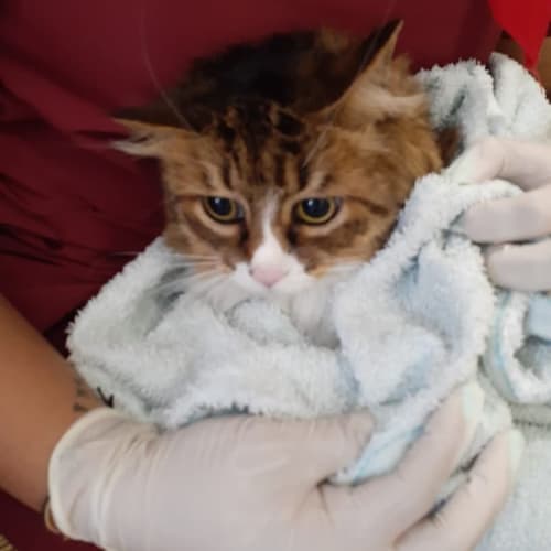 Simba, gato atendido en Belén