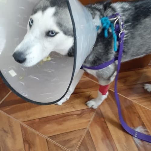 Nala, cachorra atendida en Bello