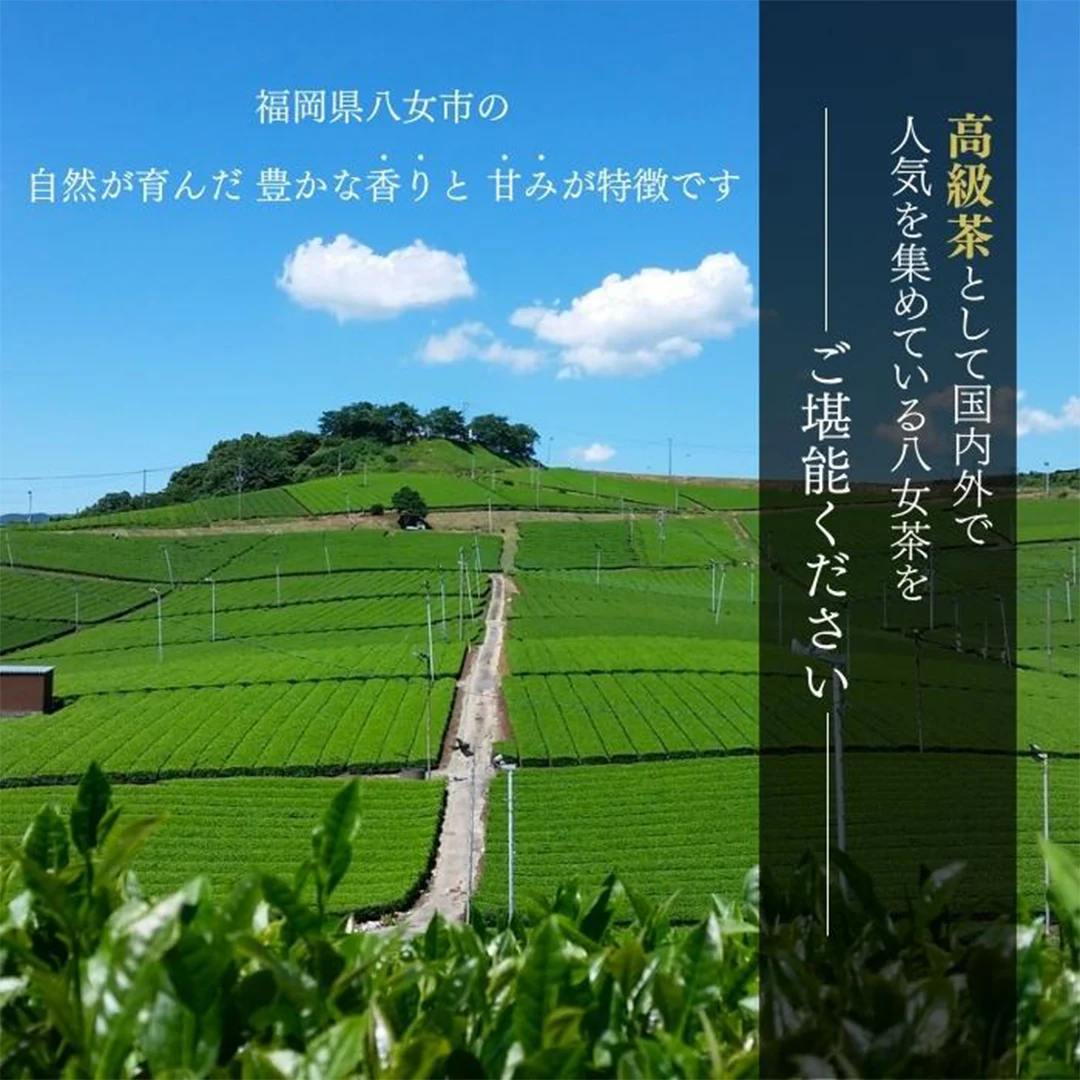 古賀製茶 玉露八女茶 #577235 4