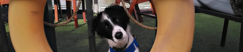 Jazz(y), onze scheepshond Jazz(y), onze scheepshond