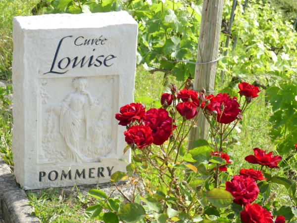 Wijngaard Pommery in Verzenay