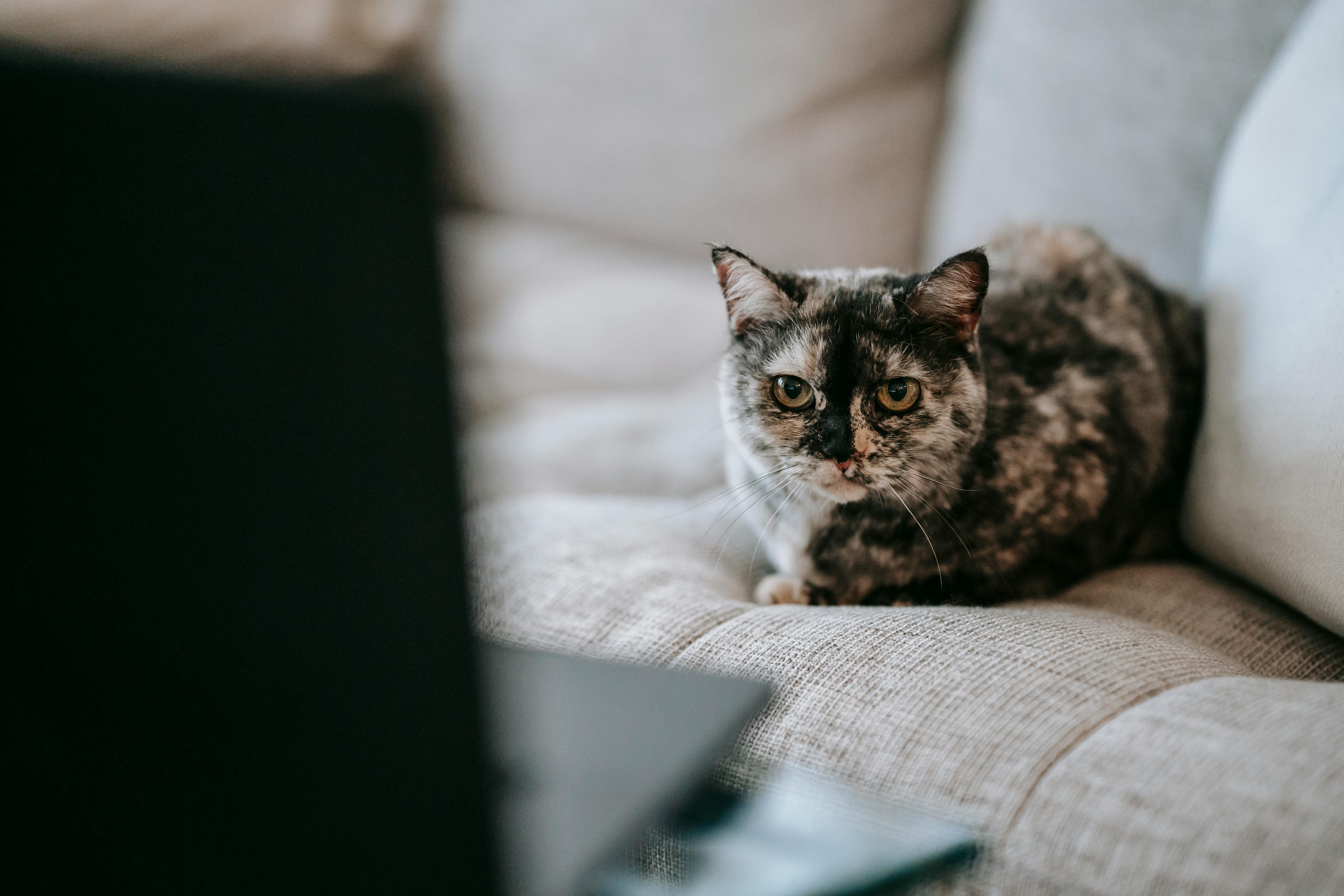 The Curious Case of the Cat? the ERD, and the Mysterious Many-to-One