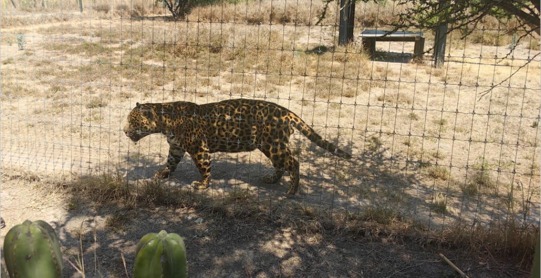 🐆 Yaguar Xoo: Nature and adventure in Tlacolula