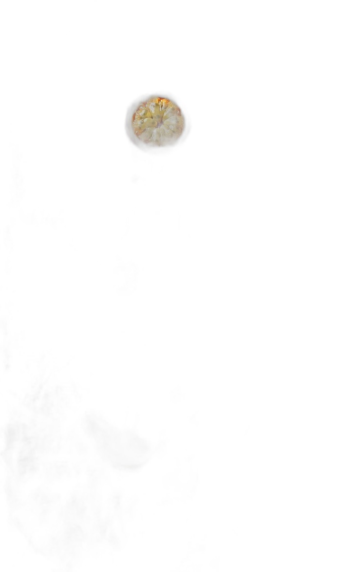 Dried Lemon Slice for Garnish & Tea