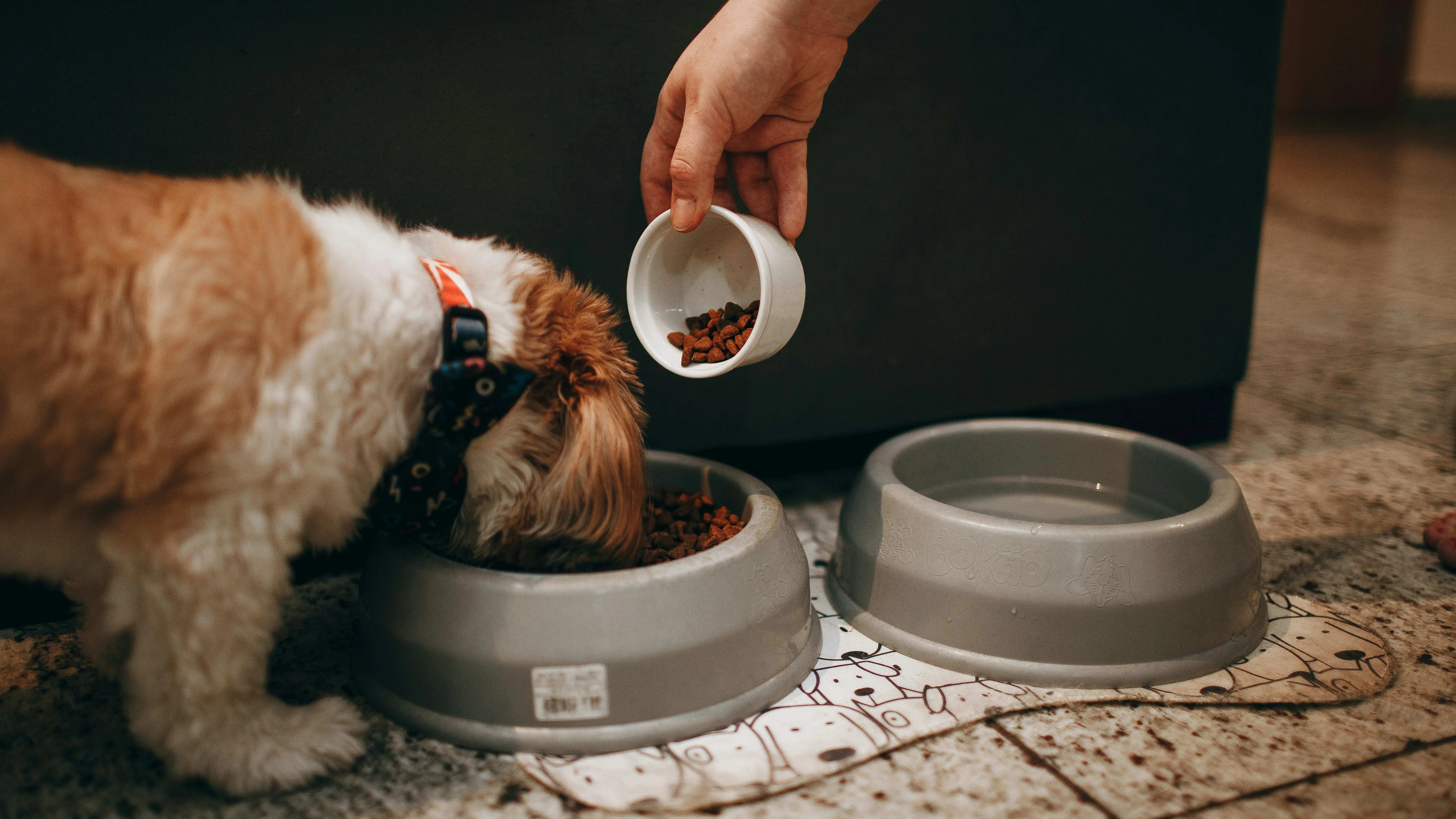 Banco Municipal de Ração: Combate à Fome Animal com Solidariedade e Política Pública