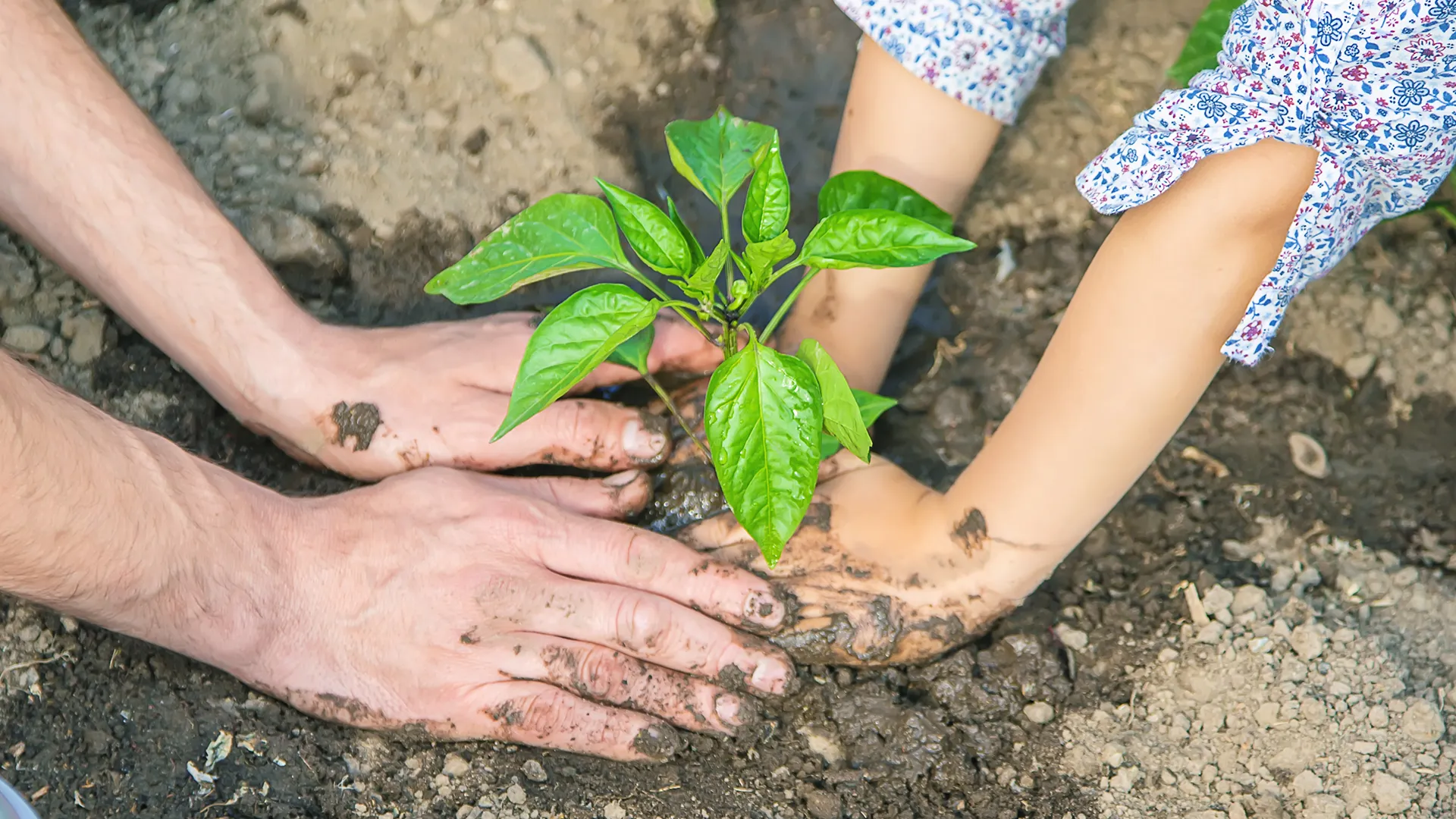 Aprender com a horta: o laboratório mais divertido da escola