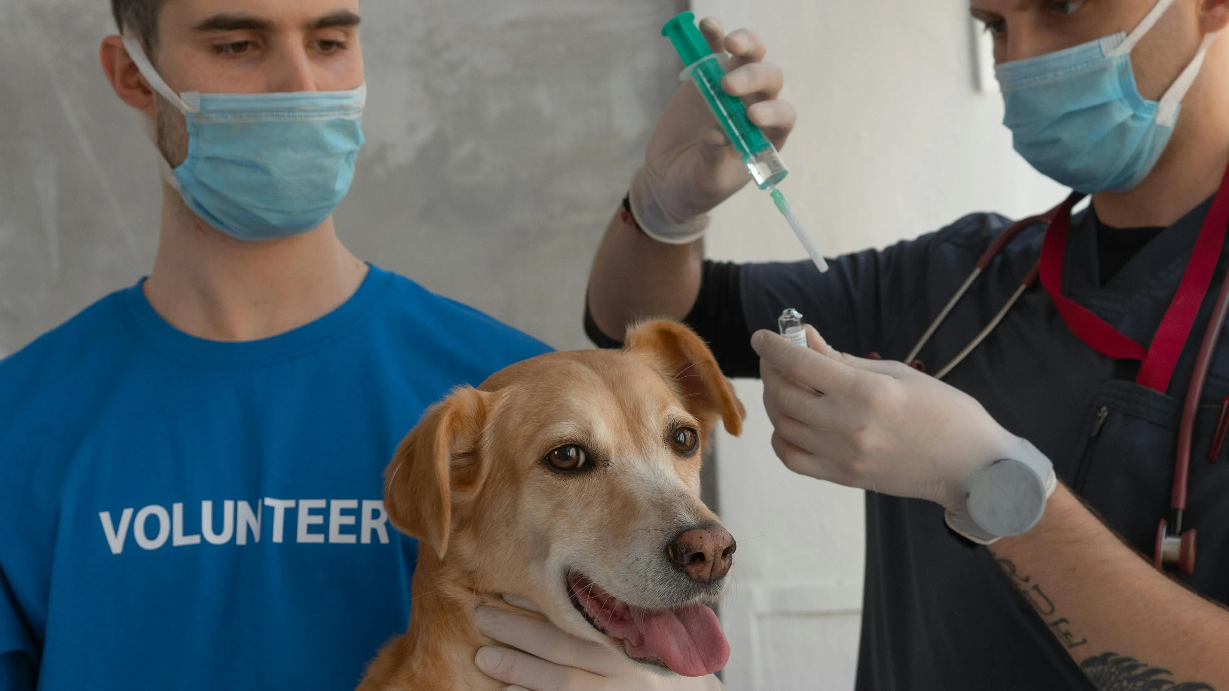 Vacinação Gratuita para Cães e Gatos em Sorocaba