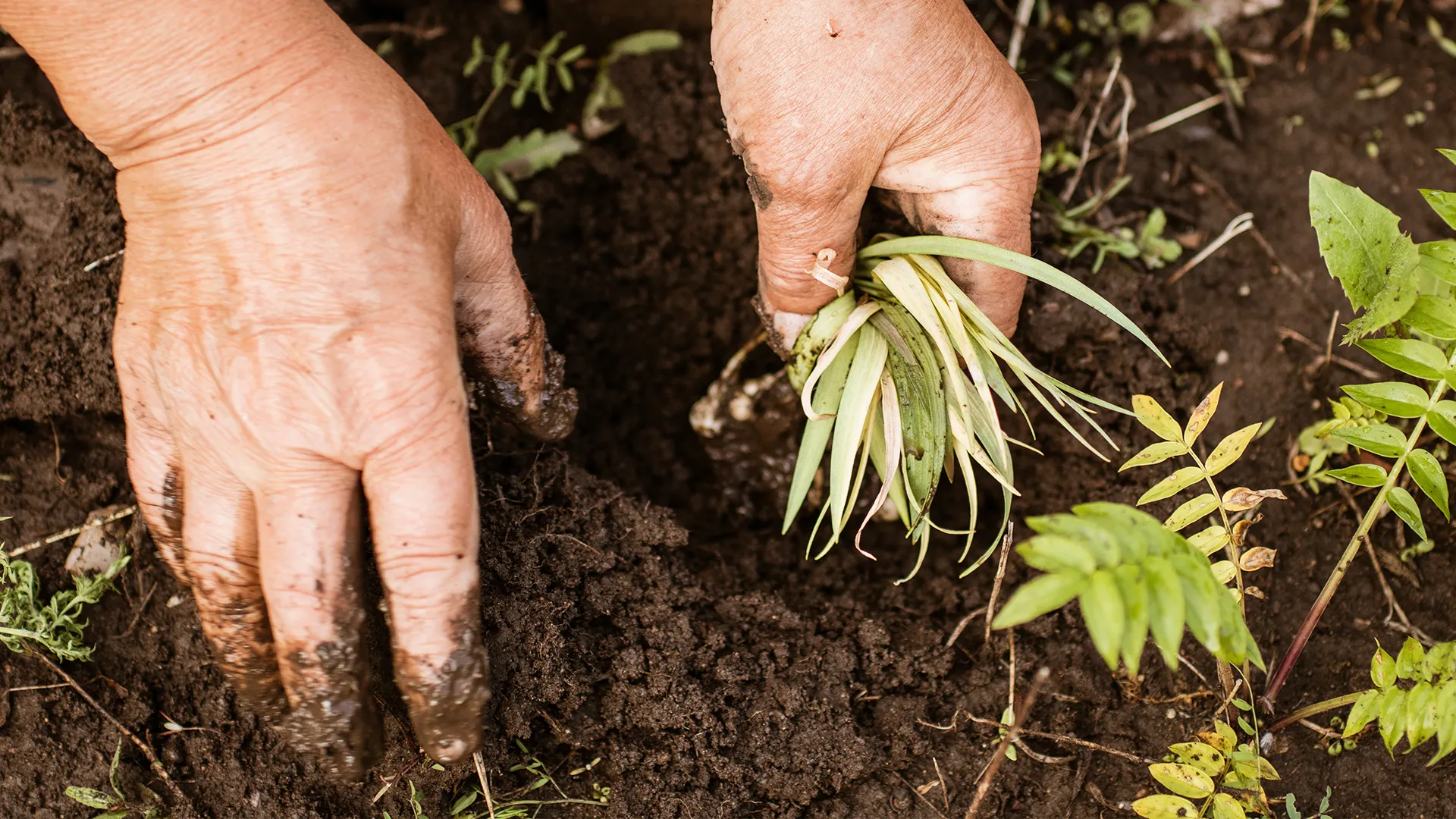 Mão na terra, comunidade na mesa: a horta que une pessoas