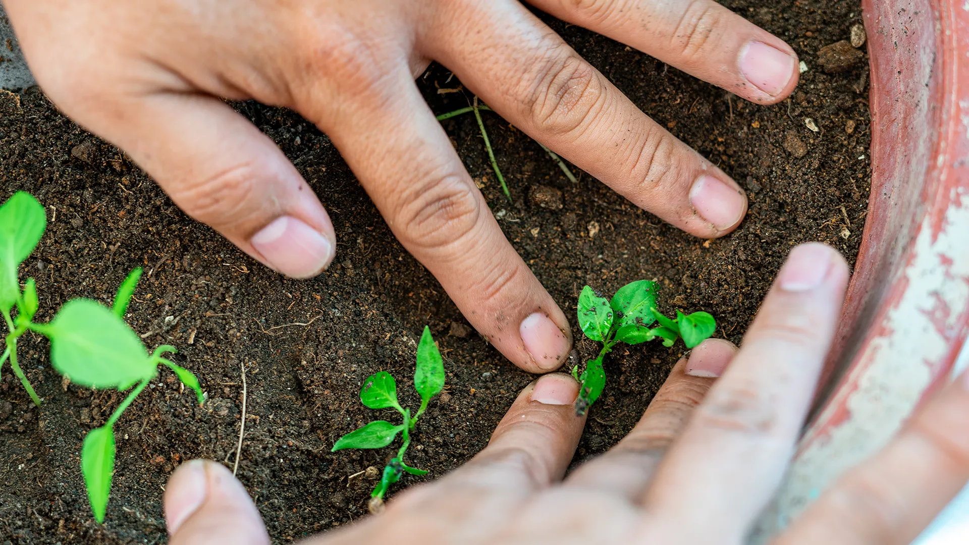 Horta sustentável: lixo que vira vida