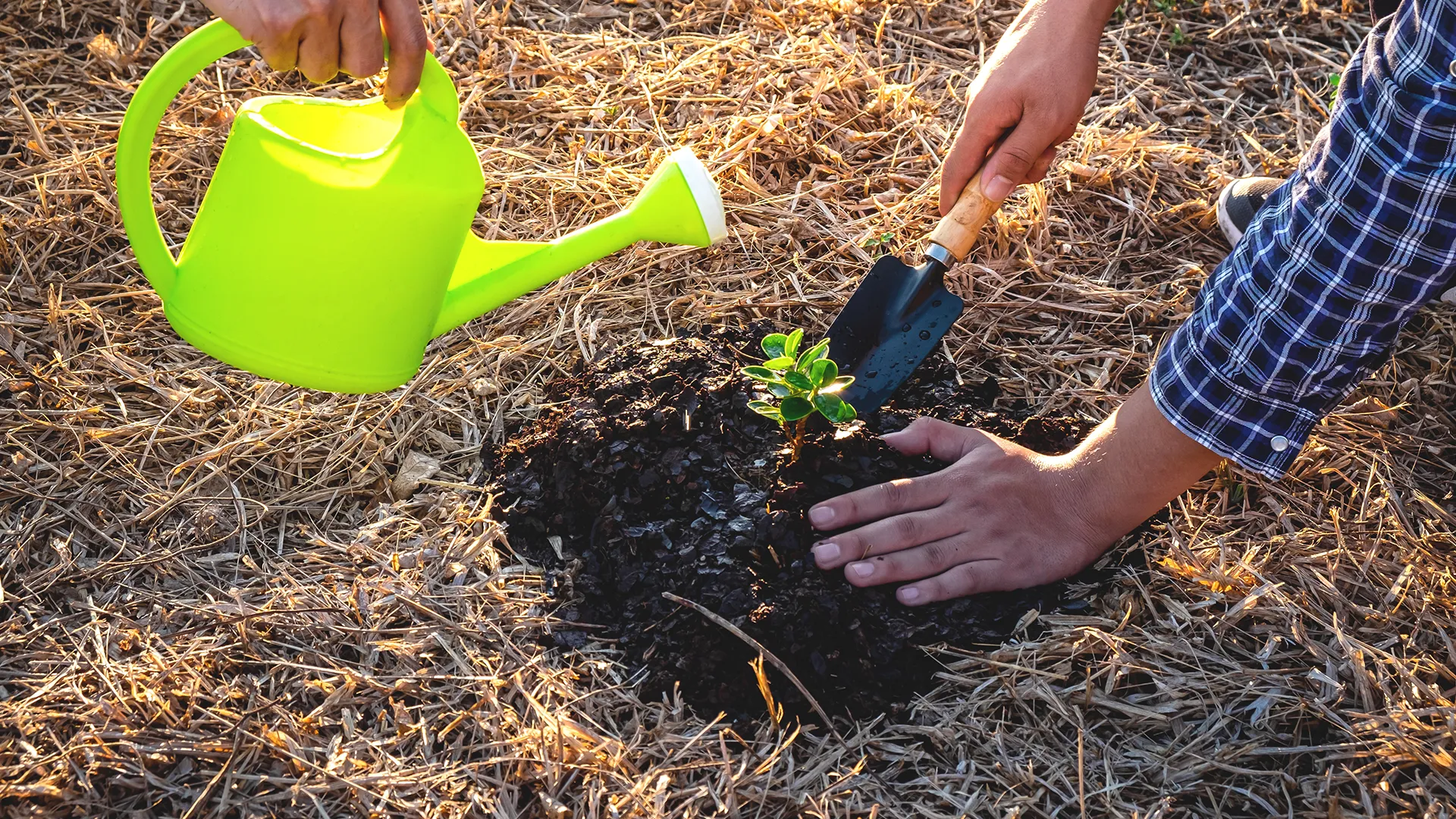 Horta e a felicidade: como cultivar plantas melhora sua saúde e humor