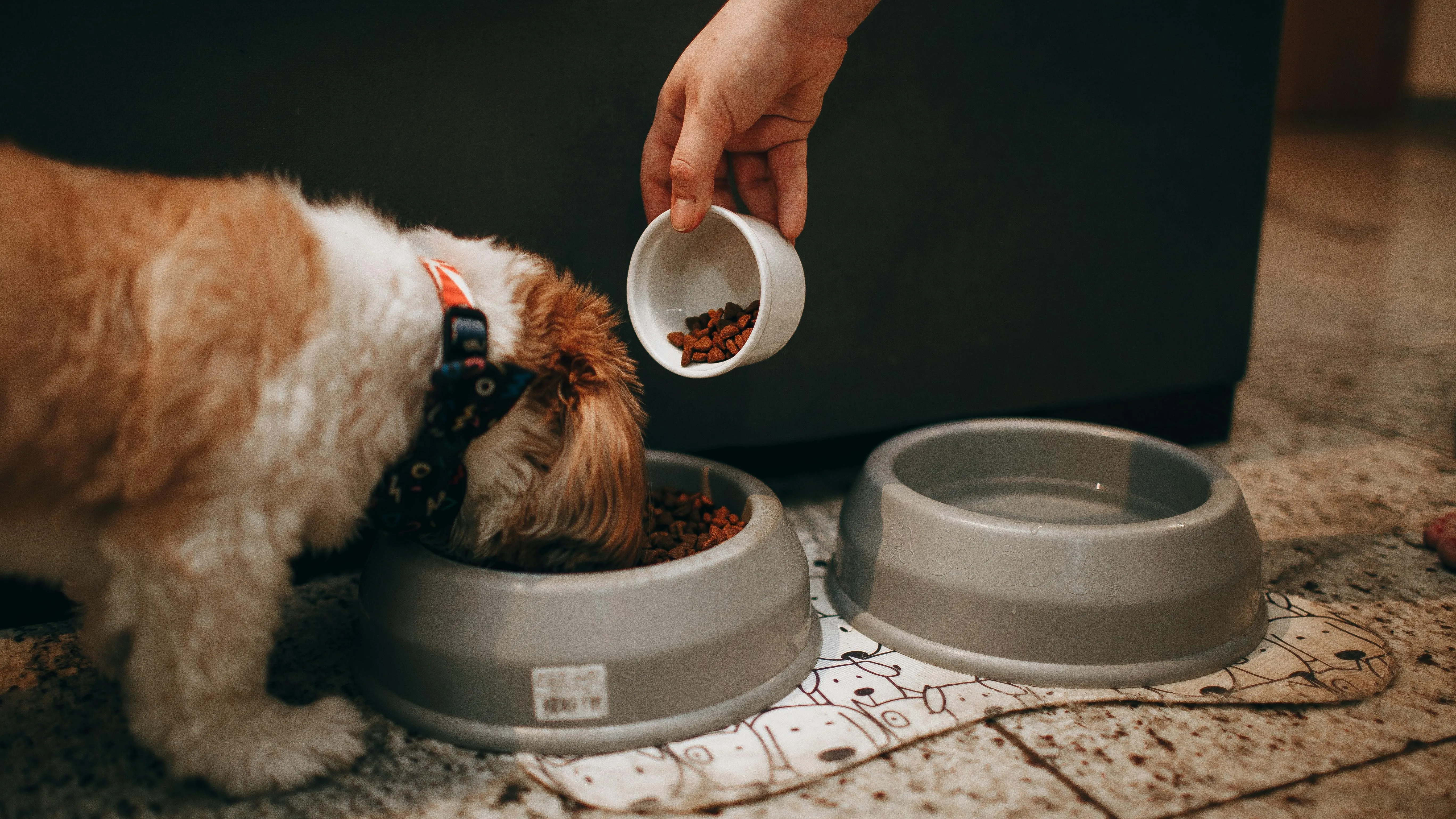 Banco Municipal de Ração: Combate à Fome Animal com Solidariedade e Política Pública